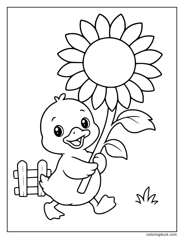 Inside a quiet farmyard, a small duck waddling along holding a giant sunflower.